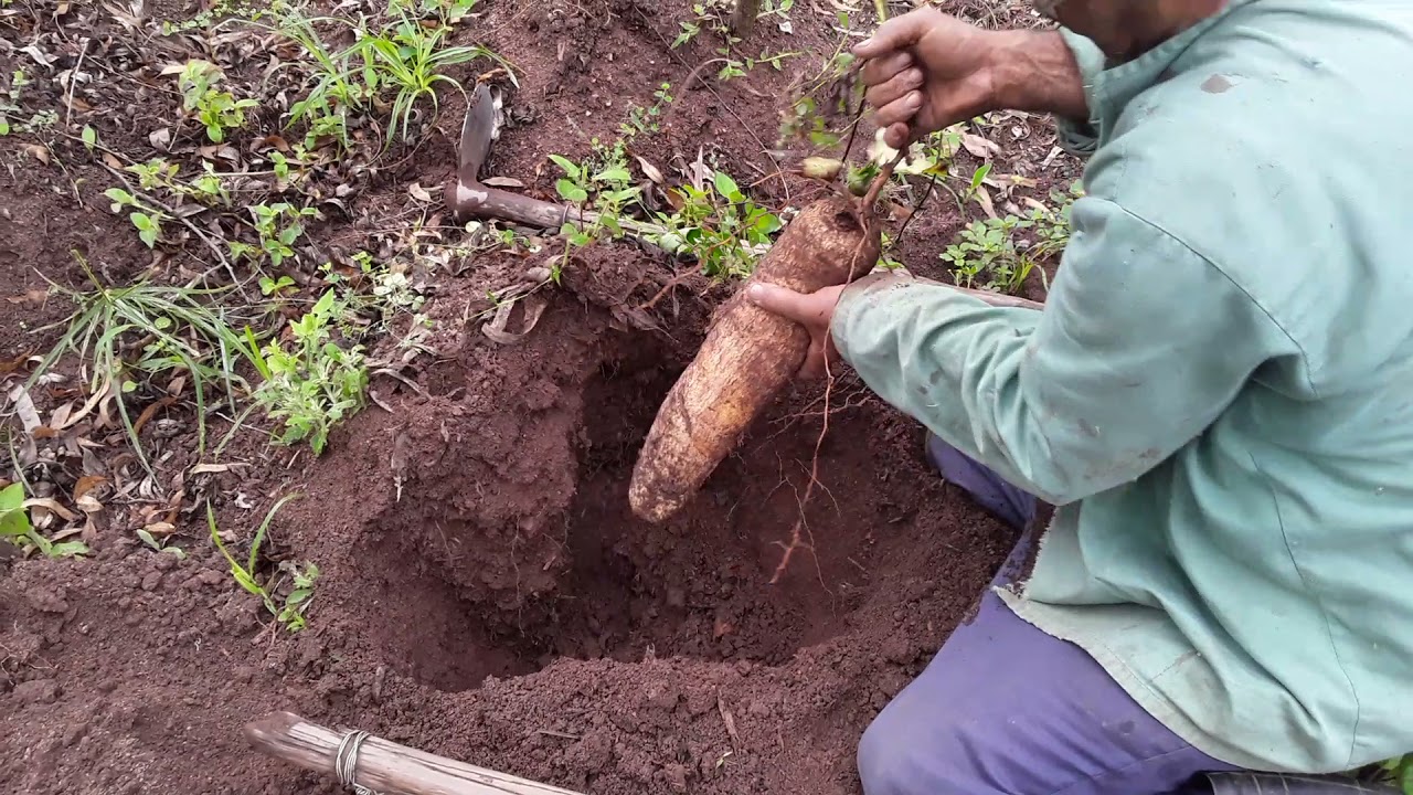 Aprenda a plantar inhame 🍠