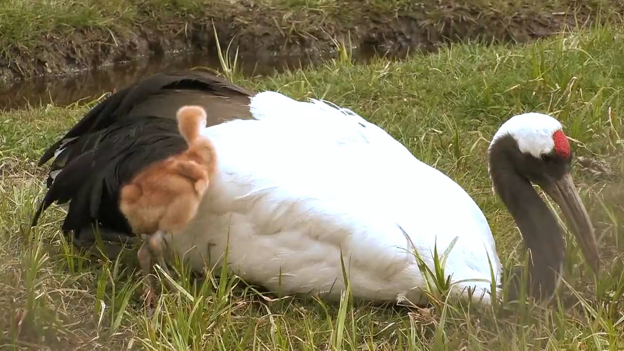 タンチョウ　お母さんの背中は温かい　Grus japonensis