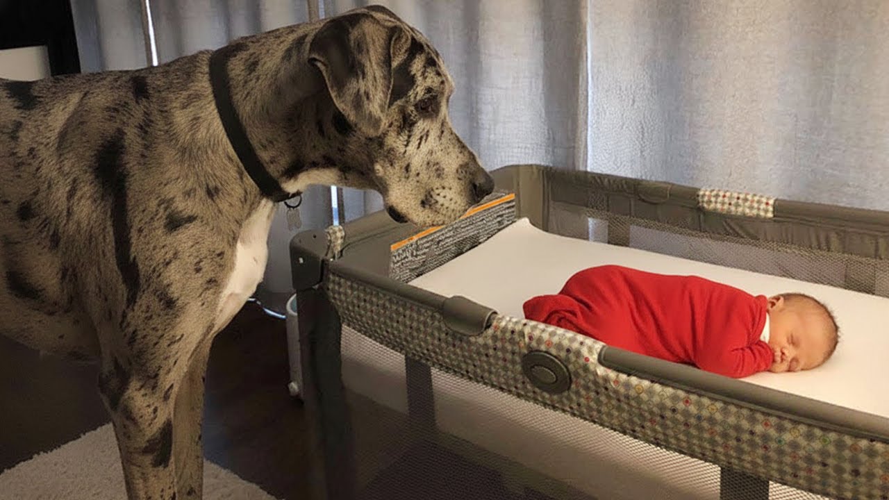 Dog Can’t Control His Emotions When He Meets His Baby Sister for the First Time ❤️