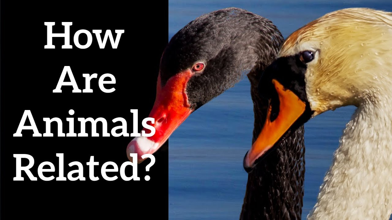 How Are Animals Related? - The Family Tree of Life
