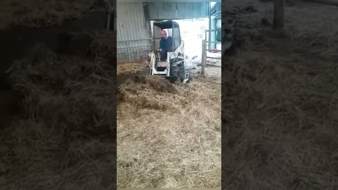 grading dirt and mucking out with bobcat m371