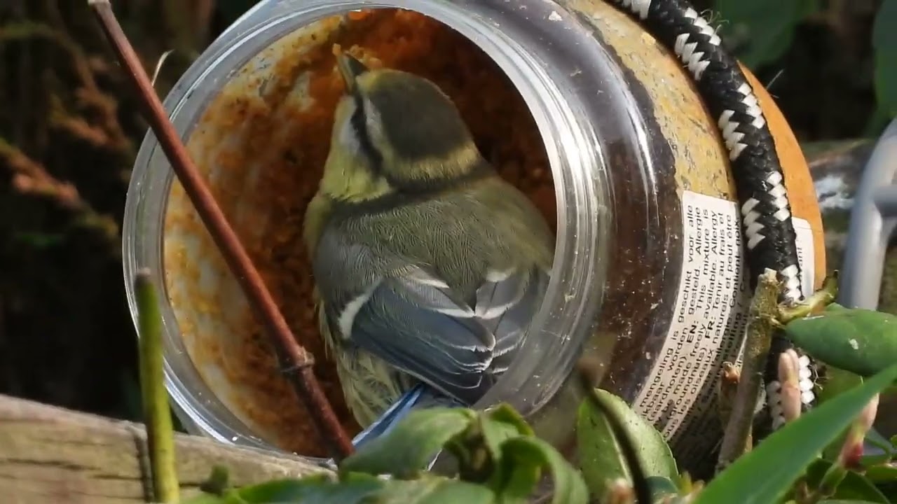 Vogels smullen van vogelpindakaas 🐦🥜 | Onweerstaanbaar voor tuinvogels | Natuur met Peter #vogels