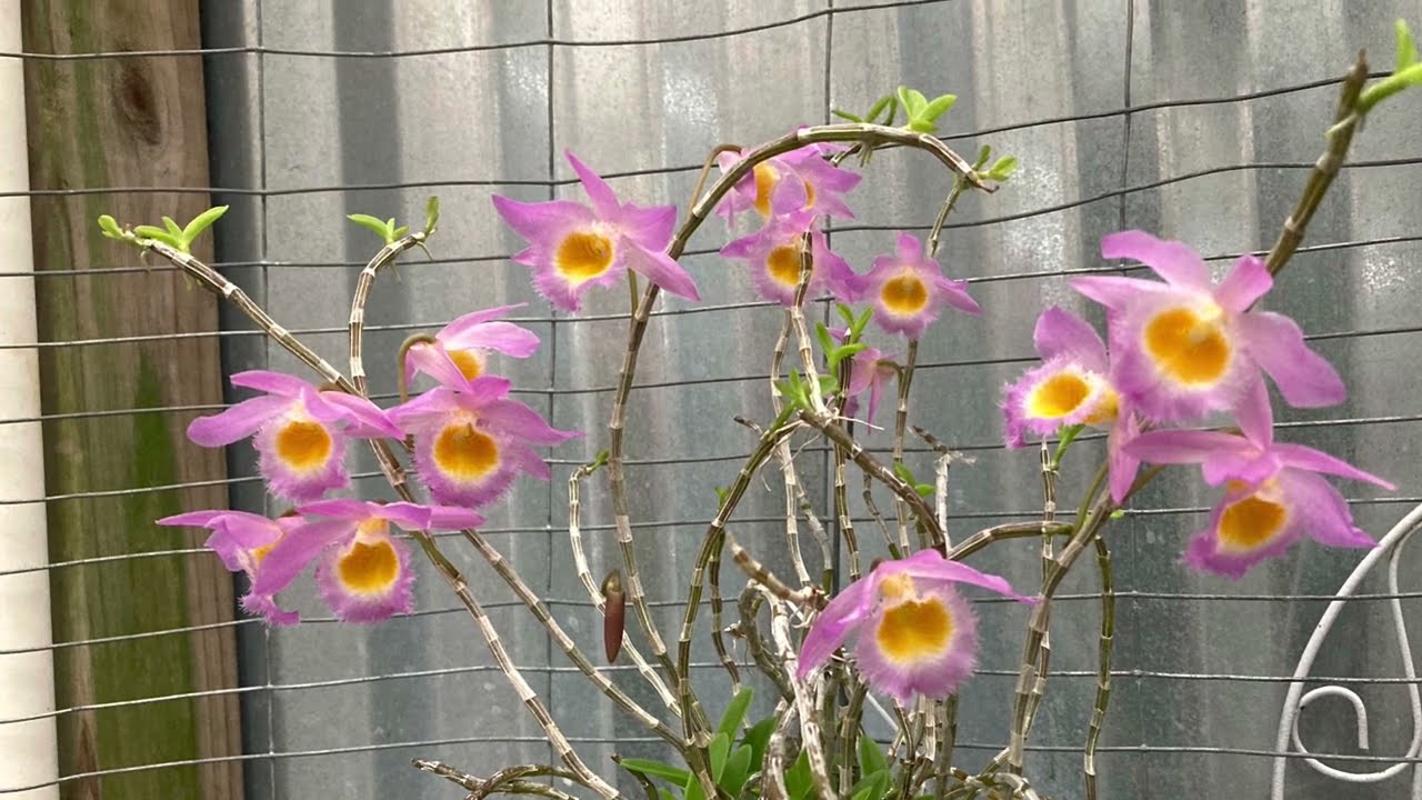 Care and Culture for Deciduous Dendrobiums (dendrobiums that require a winter rest), Blooming Tips