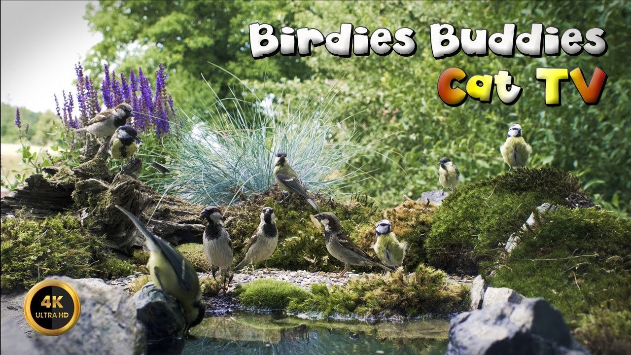 Cat TV for cats to watch 🐈 -  BIRD GARDEN CAF&Eacute; 🦜☕🌿 (4K)