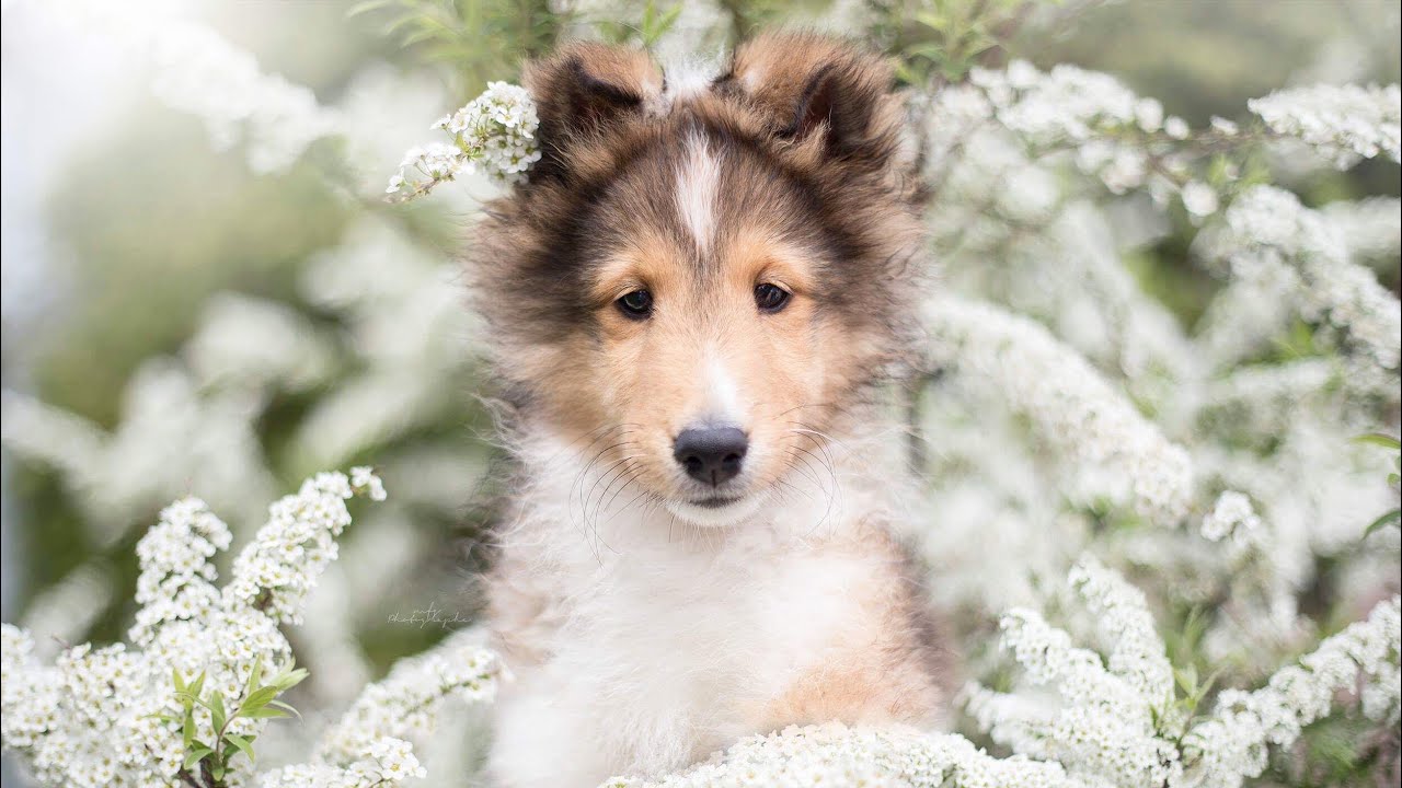First day with our new sheltie puppy