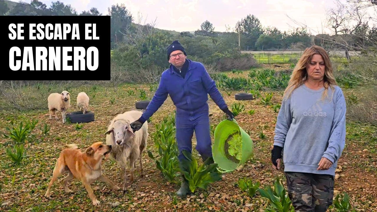 Se nos ESCAPA el CARNERO y chapuza con el pastor eléctrico. Vida rural