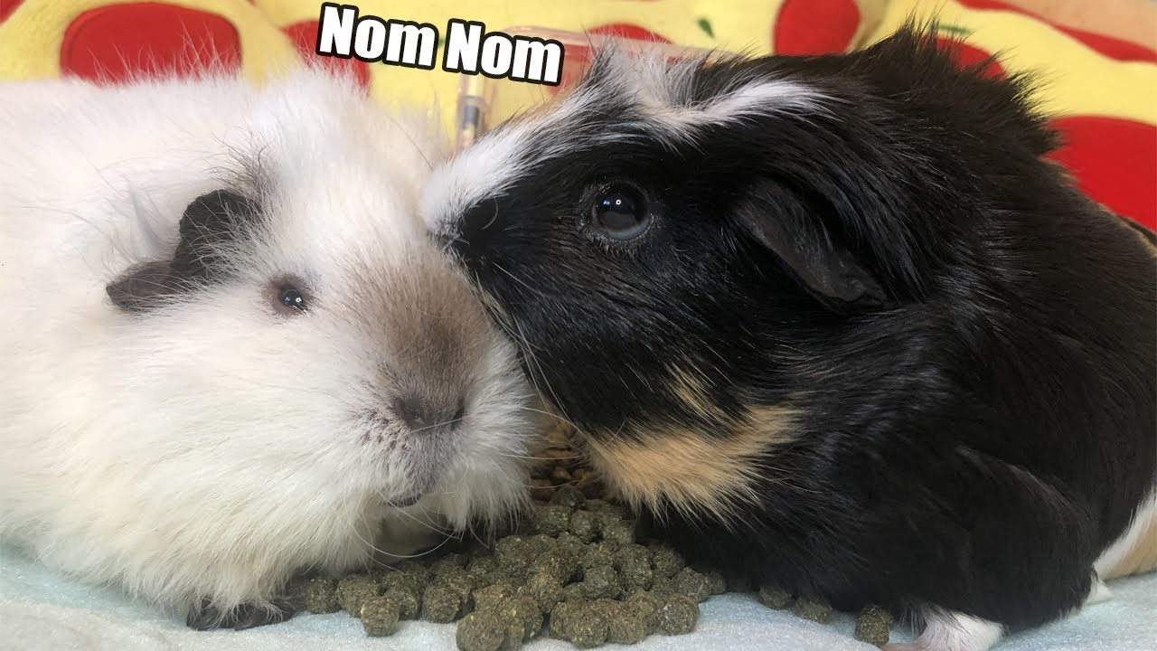 Neues Meerschweinchen Spot darf zu den anderen ins Gehege | Die Meeries