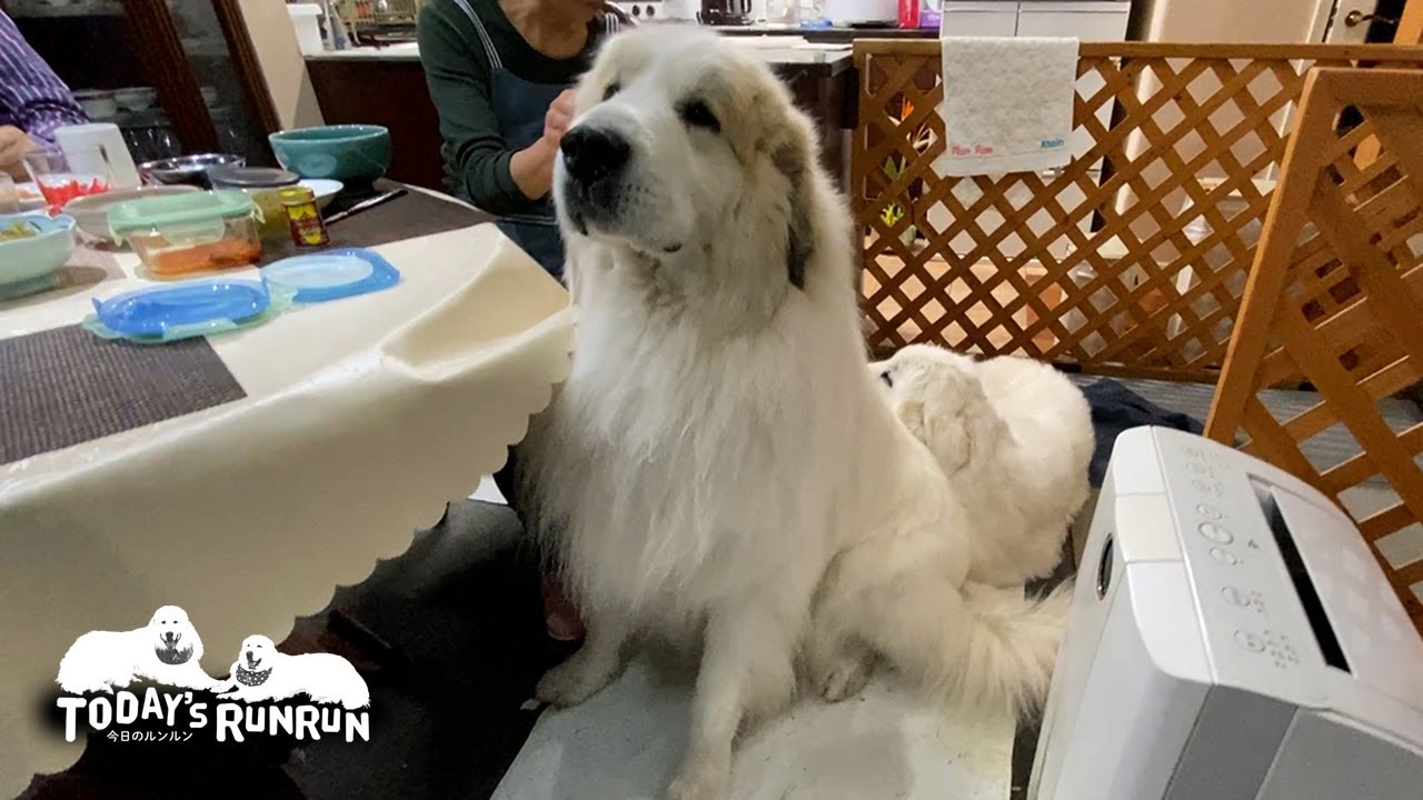 お尻が雪で凍っても全く気にしないアランです　Great Pyrenees　グレートピレニーズ