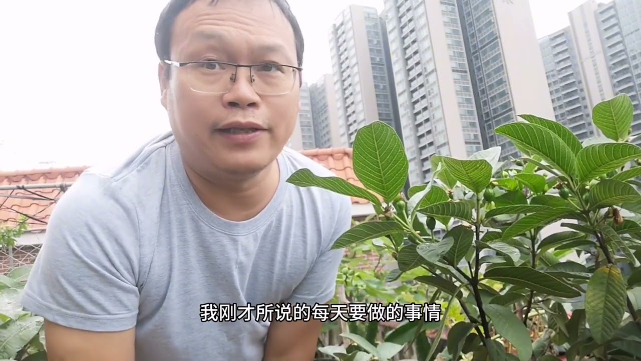 比施肥、浇水重要？番石榴高产第一步！很多人做错