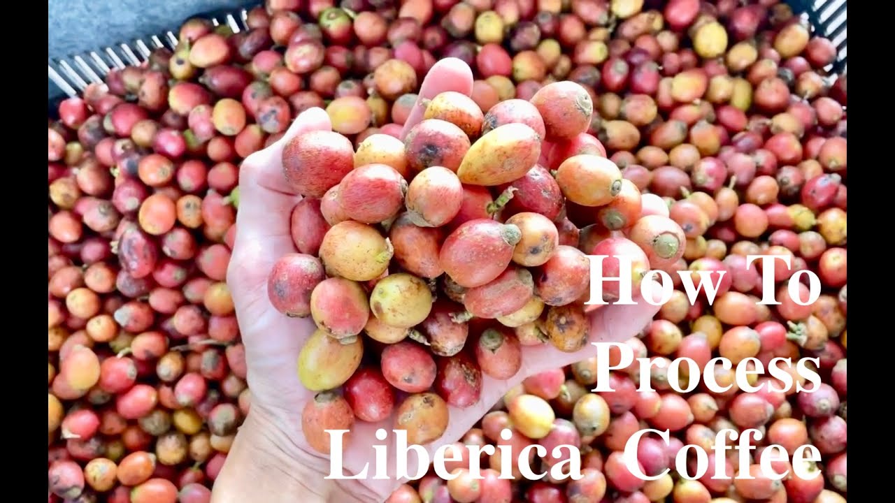 The Making of World Champion Inspiration Liberica Coffee