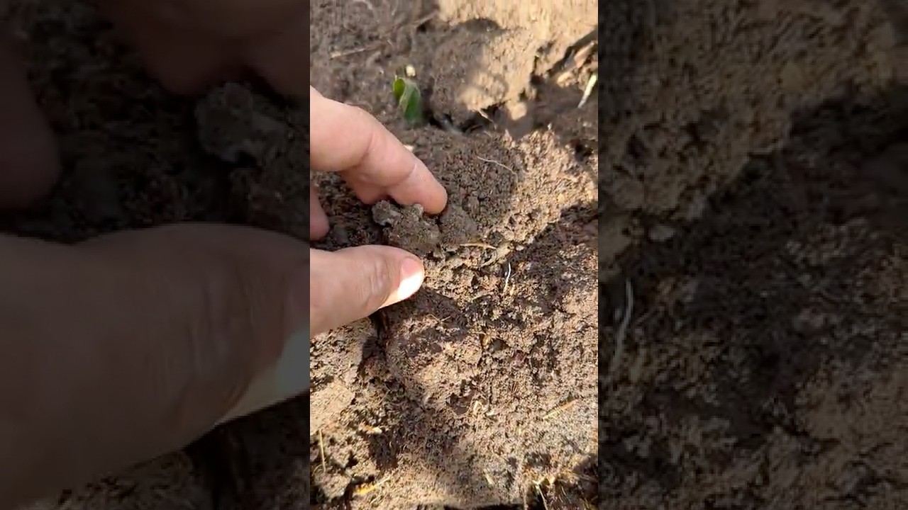 МУРАШКИ ПО КОЖЕ! НАШЕЛ В ЛЕСУ АРТЕФАКТ #metaldetecting #лесной #коп #metaldetector #золото #серебро