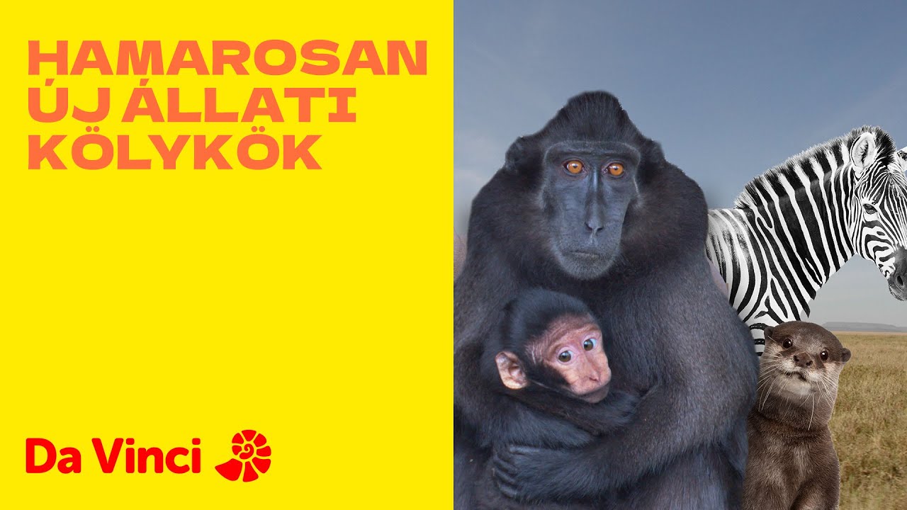 Az Állati kölykök újra a Da Vinci-n!