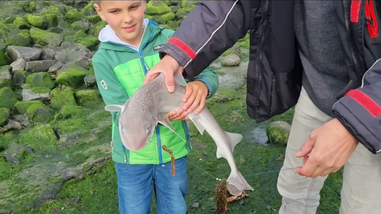 Haaien en Roggen vissen Zeeland 2021 🎣🦈