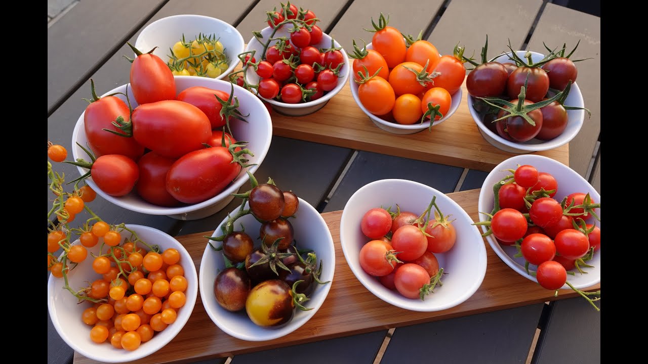 Strauch u Buschtomaten 2022 Vorstellung Verkostung