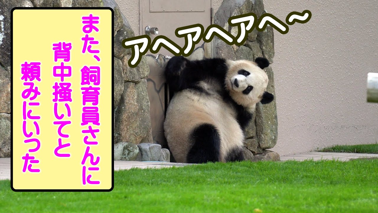 「あへあへあへ～」、彩浜背中カキカキがクセになってまた要求、掻いてもらったのに大暴れ