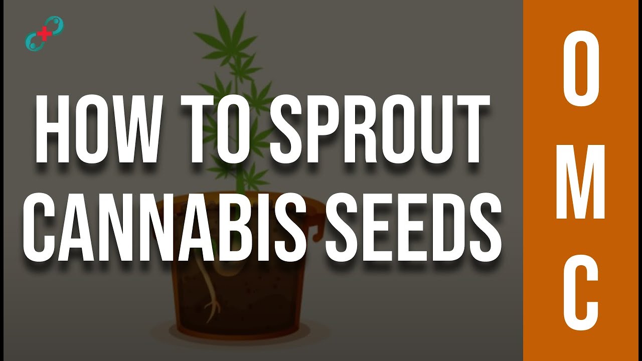 How to Sprout Cannabis Seeds