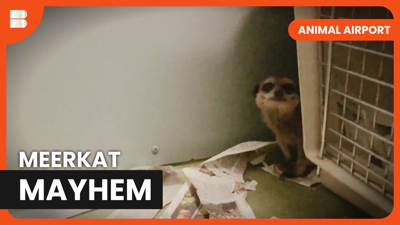 Meerkat Emergency - Animal Airport - Animal Documentary