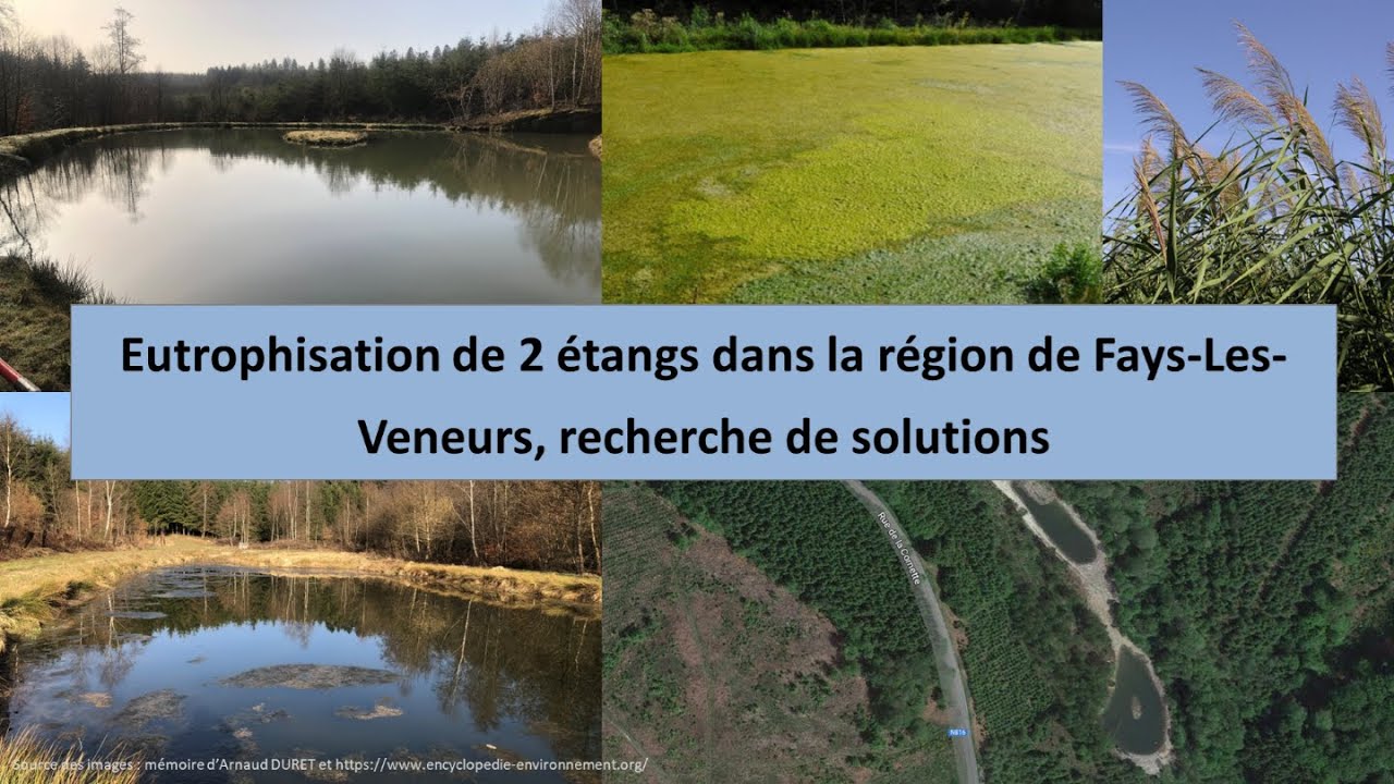 Eutrophisation de 2 étangs et recherche de solutions