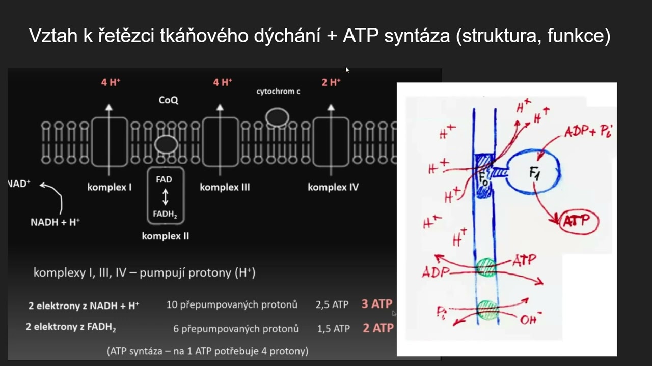 Biochemie 14 - Oxidační fosforylace v mitochondrii