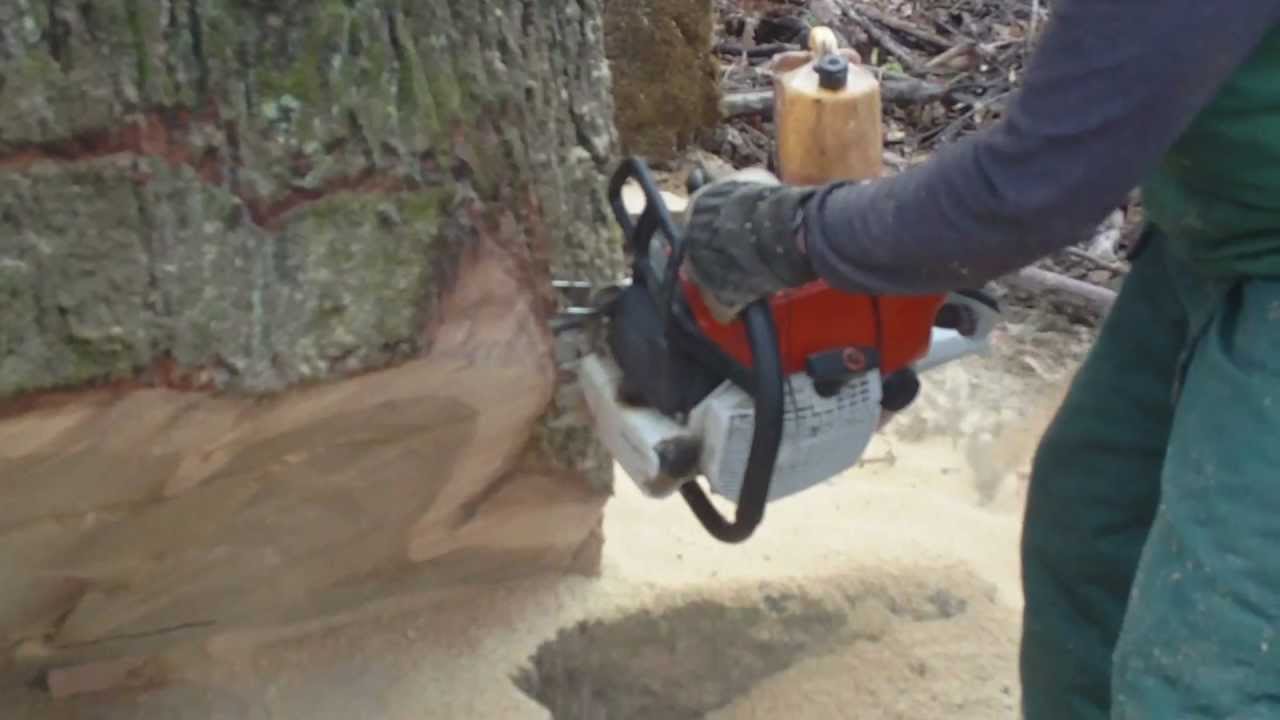 Hrvatske &scaron;ume stihl ms 650 hrast prsni promjer 145cm!!