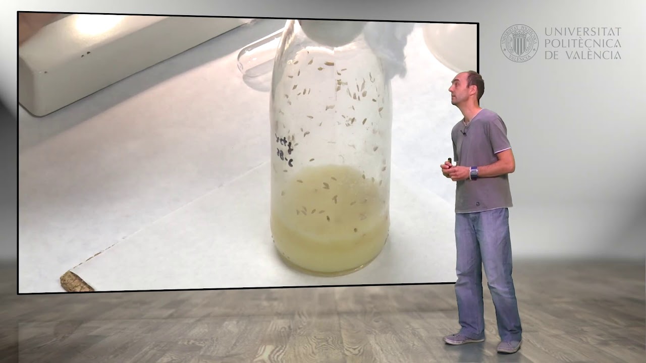 Drosophila melanogaster: Cromosomas politénicos | 40/95 | UPV