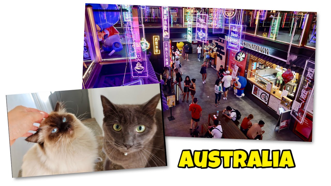 Dari Penang ke Sydney || Jalan2 ke Burwood Chinatown || Disambut dua kucing lucu di rumah