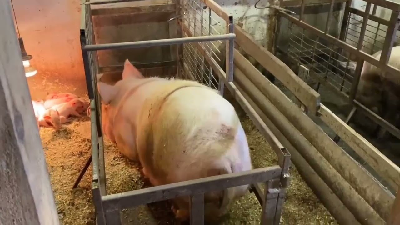 ✅ Хорошая кровь не гарант хороших привесов если не сделать всё верно ☝️
