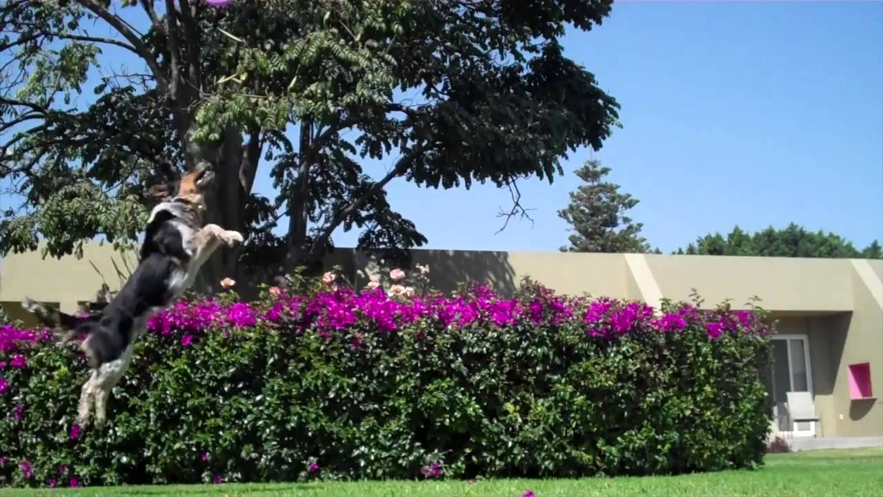 The jumpy dog! L'unico cane che salta fino a 3 metri!