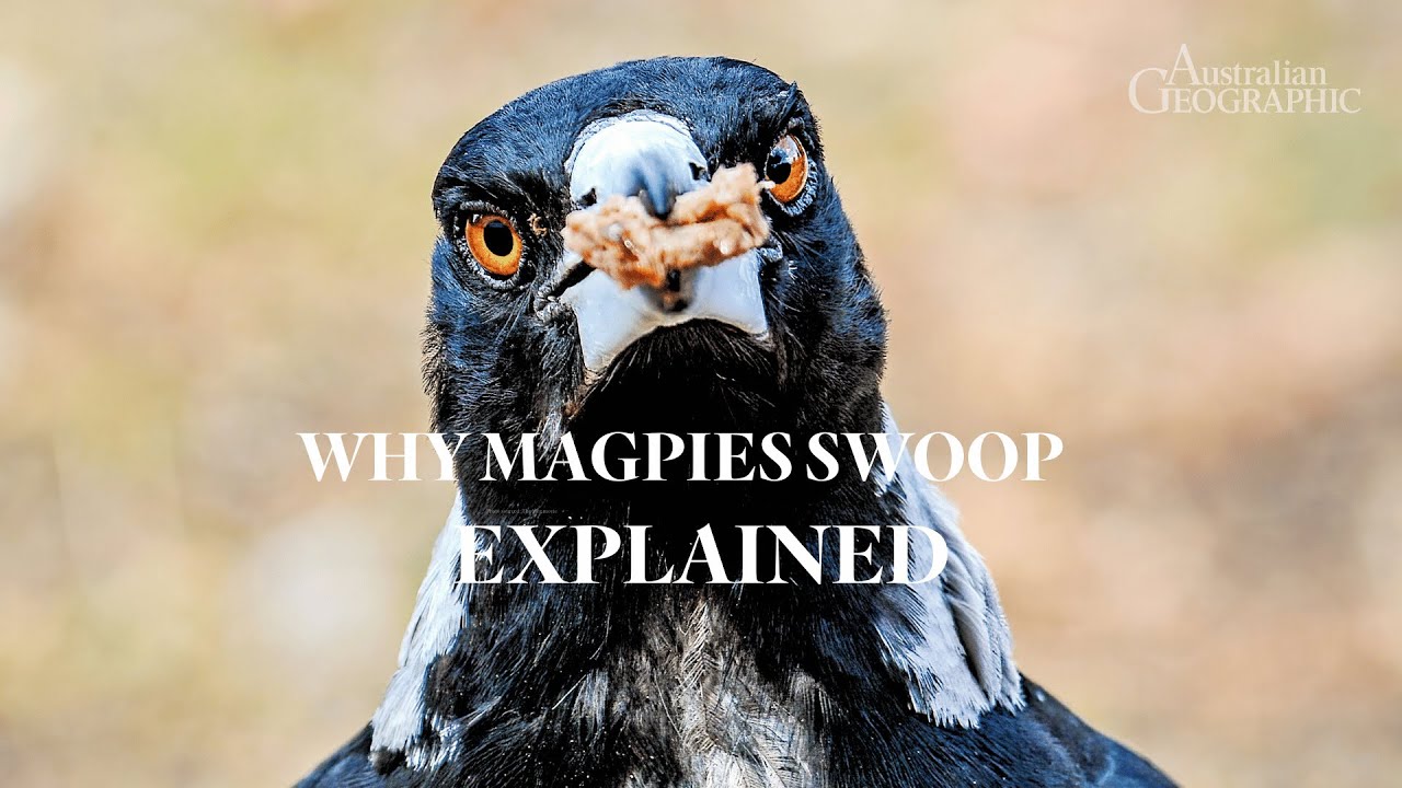 EXPLAINED: Why Magpies Swoop - The Science Behind Their Aggression