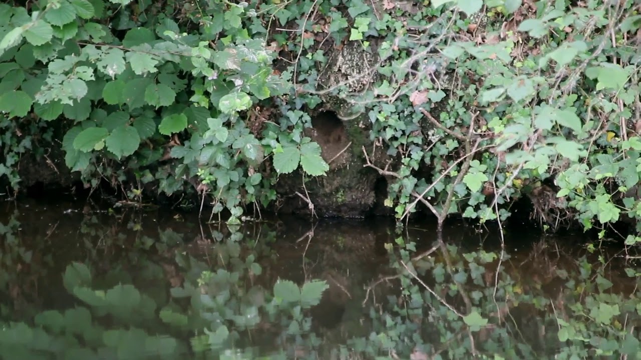 Vroege Vogels - Het nest van de ijsvogel