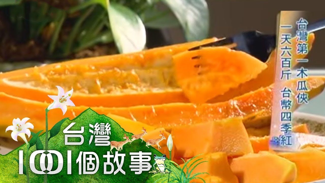 【台灣1001個故事】台灣第一木瓜俠 一天六百斤 台幣四季紅   1020217