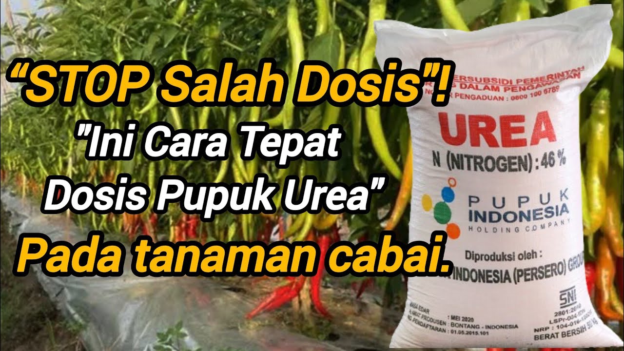Cara Pakai Pupuk Urea Agar Cabe Berbuah Lebat! (Rahasia Petani Sukses)”.