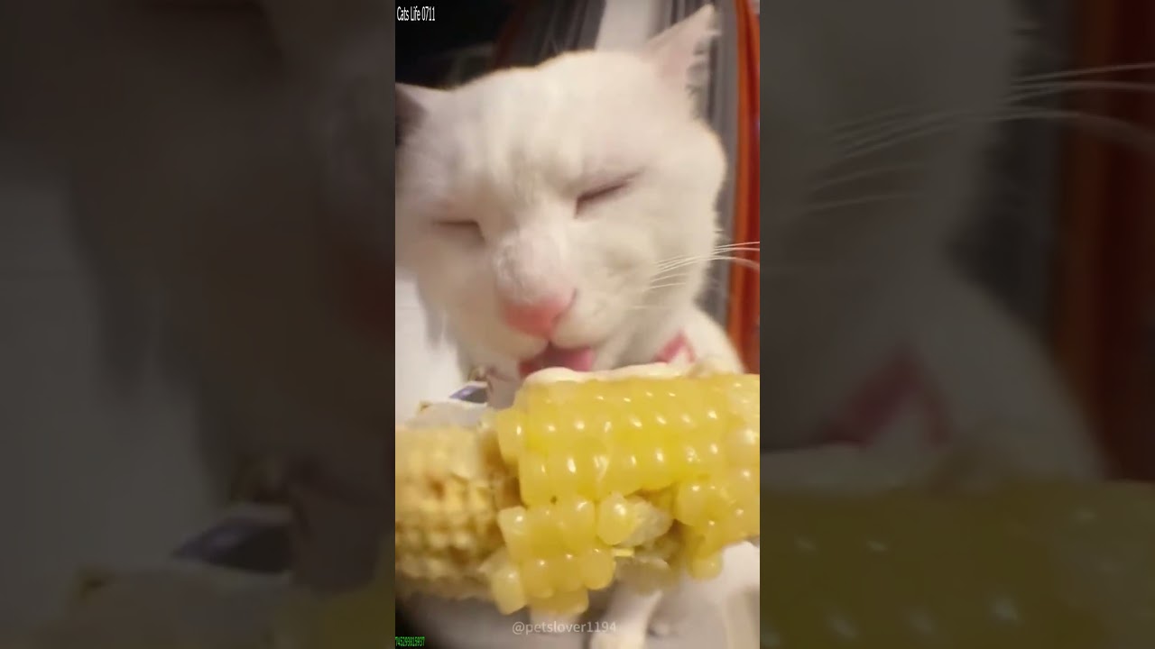 Cute Cats 🥰 #cat 🙀 # Part 9461