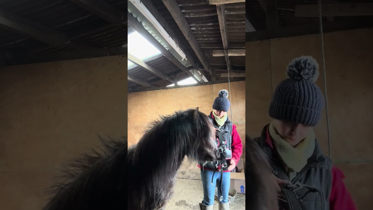 Wild pony learning to wear a bridle