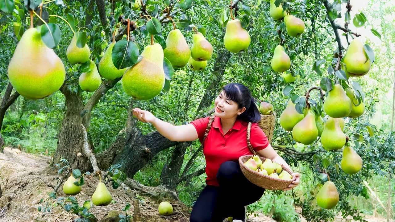 Harvest Pear, goes to the market to sell - Harvesting and Cooking |Tieu Vy Real Life