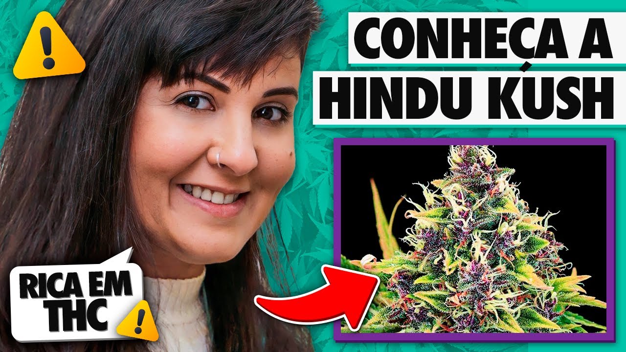 STRAIN REVIEW HINDU KUSH l Enfercanabica