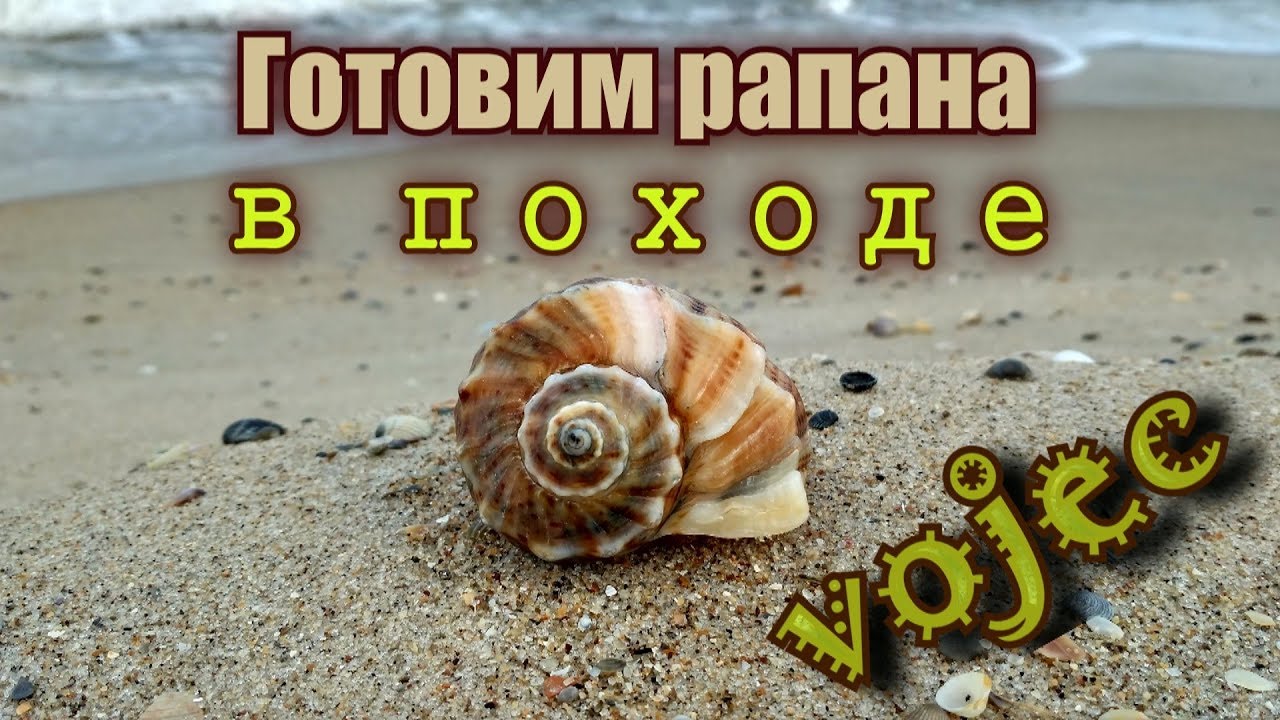 Готовим рапана / Как достать рапана из ракушки