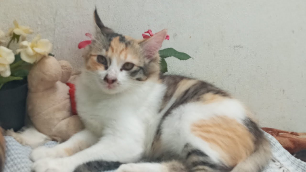 Time Machine Cats !!!! Longest Daily Cat's Story
