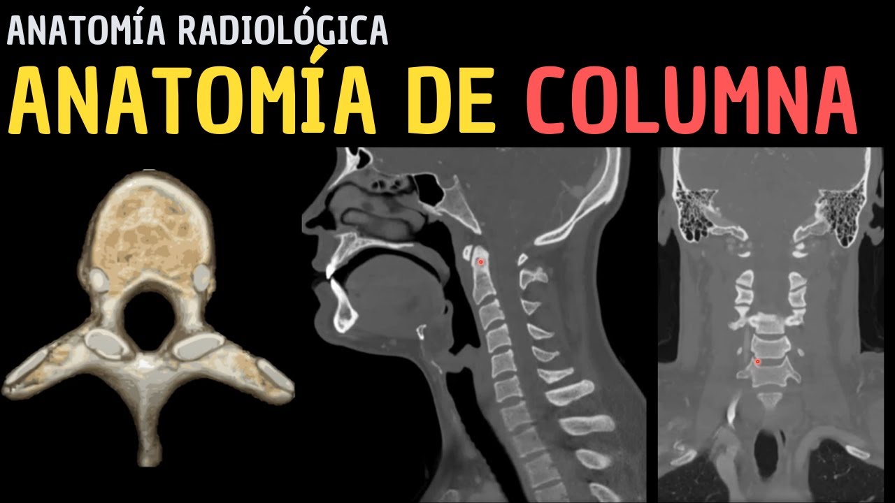 Anatomía radiológica de columna.