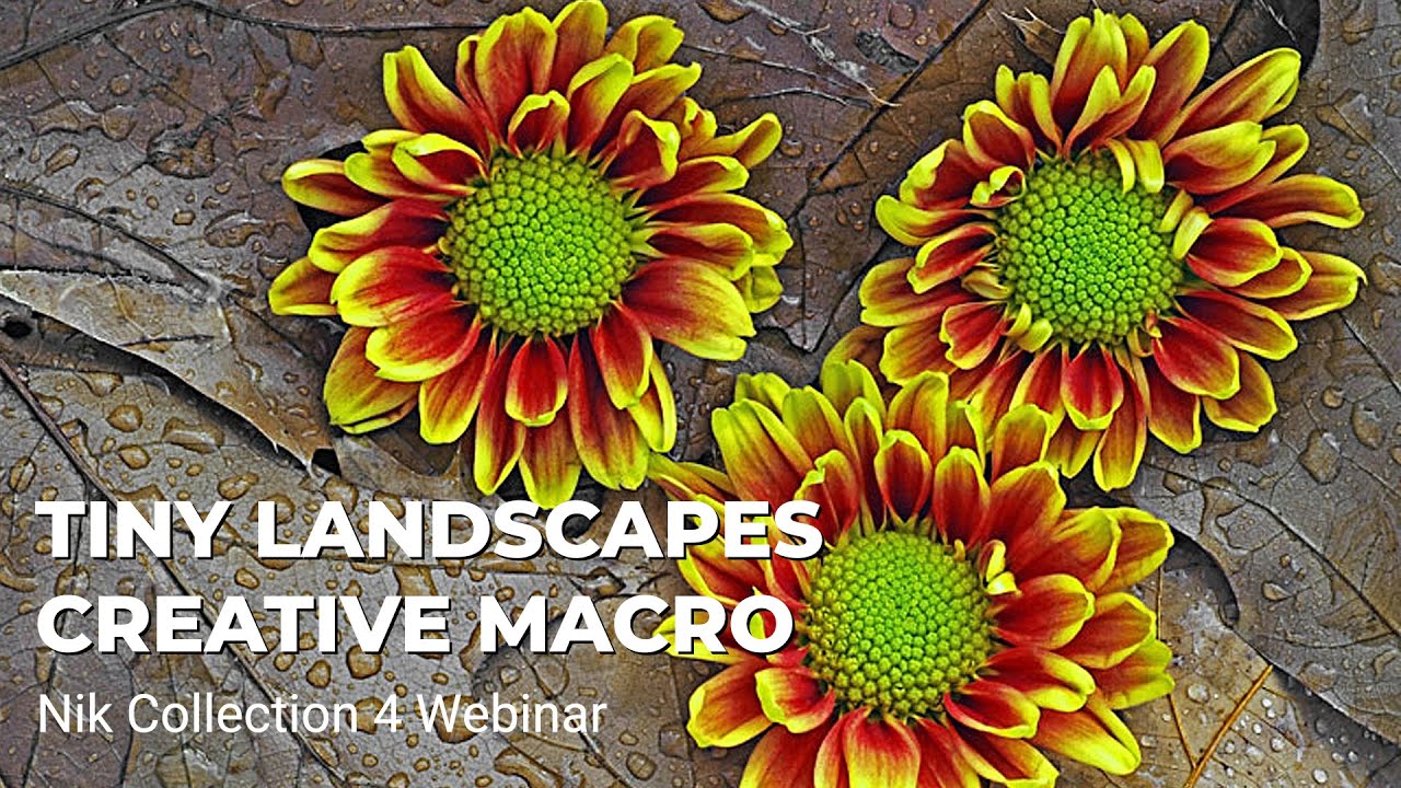 Tiny Landscapes: Using Nik Viveza & Nik Color Efex for Creative Macro Images