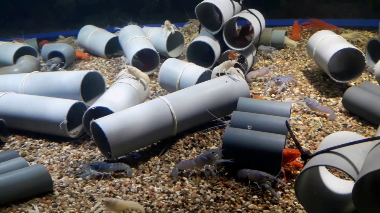 Procambarus Clarkii