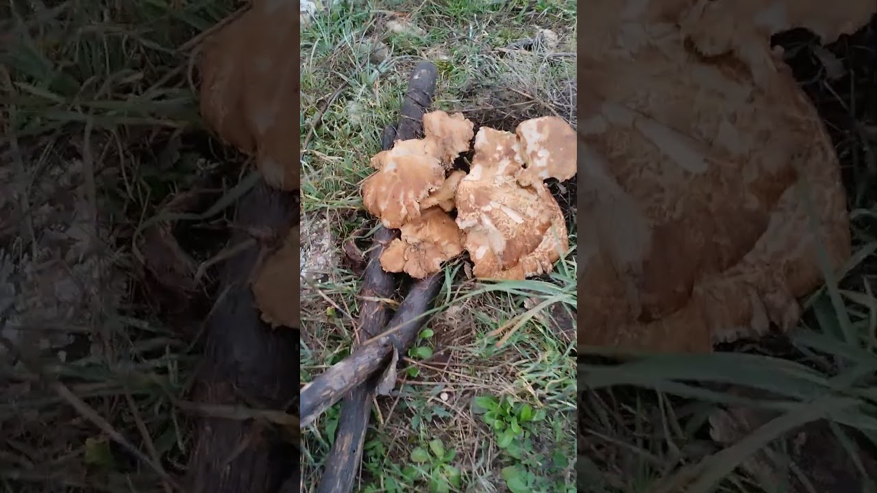 #nature #mushroom #food Funghi 🍄 cardoncelli ferule pianta da da 2kg #nature