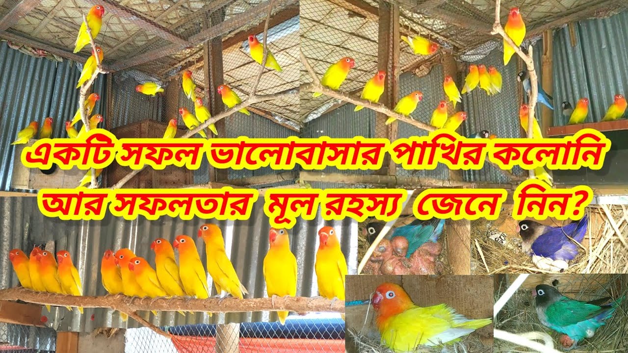 লাভ বার্ড কলোনি || একটি সফল ভালোবাসার পাখির কলোনি || Love birds colony video | Birds Of Village