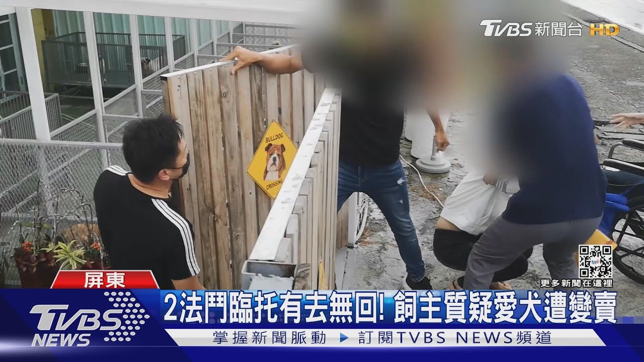 法鬥臨托有去無回! 飼主質疑愛犬遭變賣｜TVBS新聞
