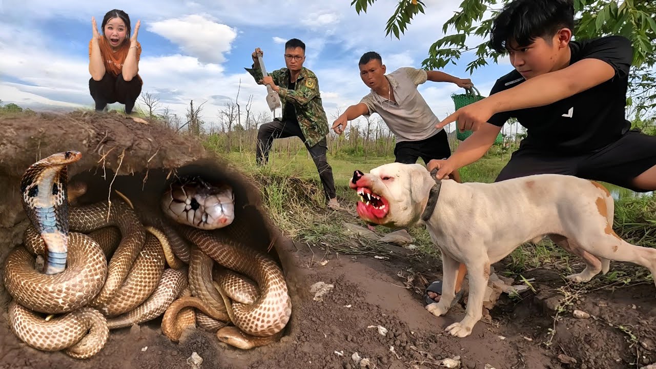 Brave Hunter Uses Pitbull Dog Catch 100 Ferocious Dragon Snakes