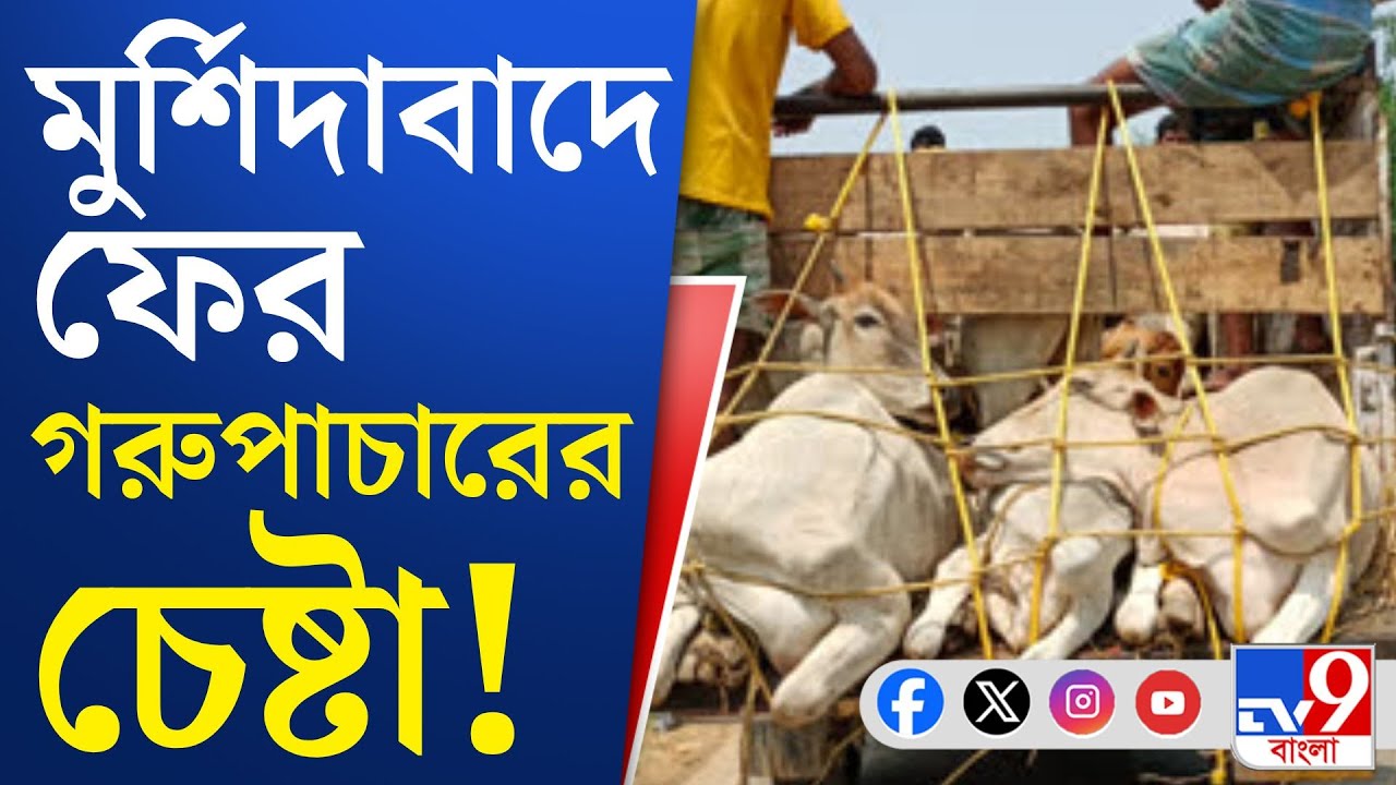 West Bengal Cattle Smuggling: পুলিশের উপর হামলা চালায় গরুপাচারকারীরা