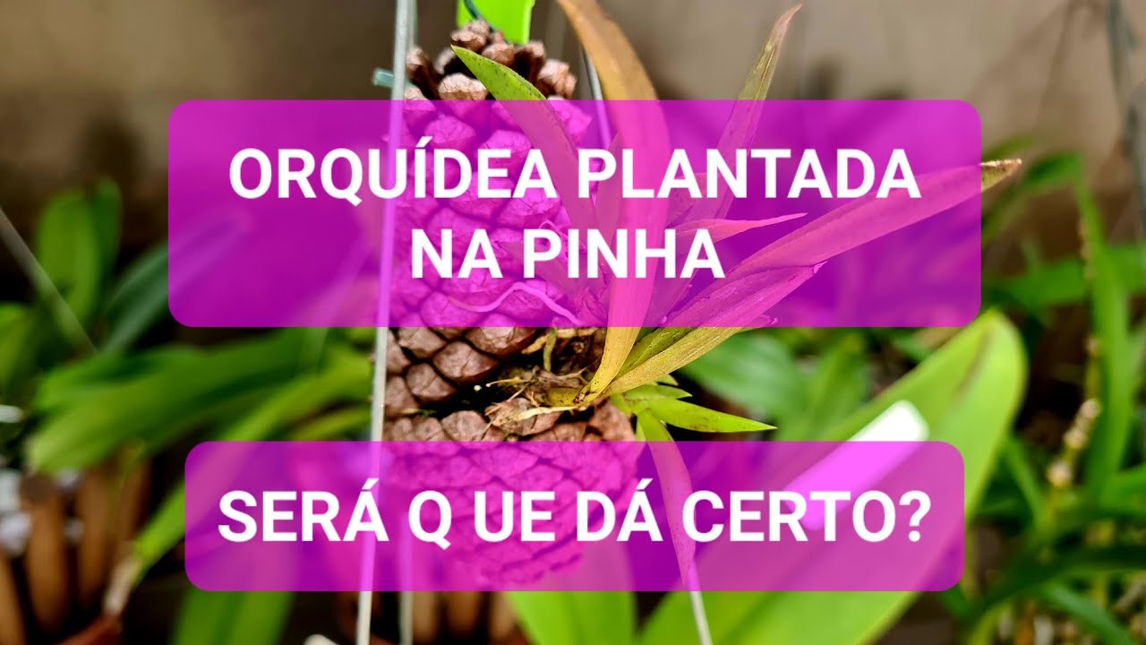 🌺ORQUÍDEA PLANTADA NA PINHA, SERÁ Q DÁ CERTO?🌺
