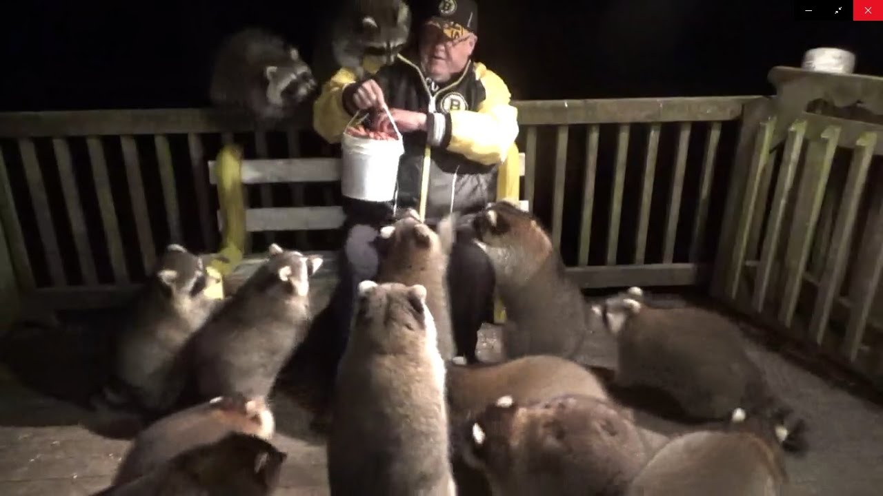 Friday Night Raccoon Mob Scene