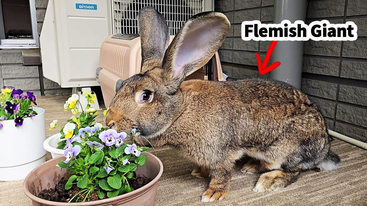 Flemish Giant Rabbit Plays in Little Garden (Balcony)! Flower Eating, Tag, Tunnel & Cute Moments