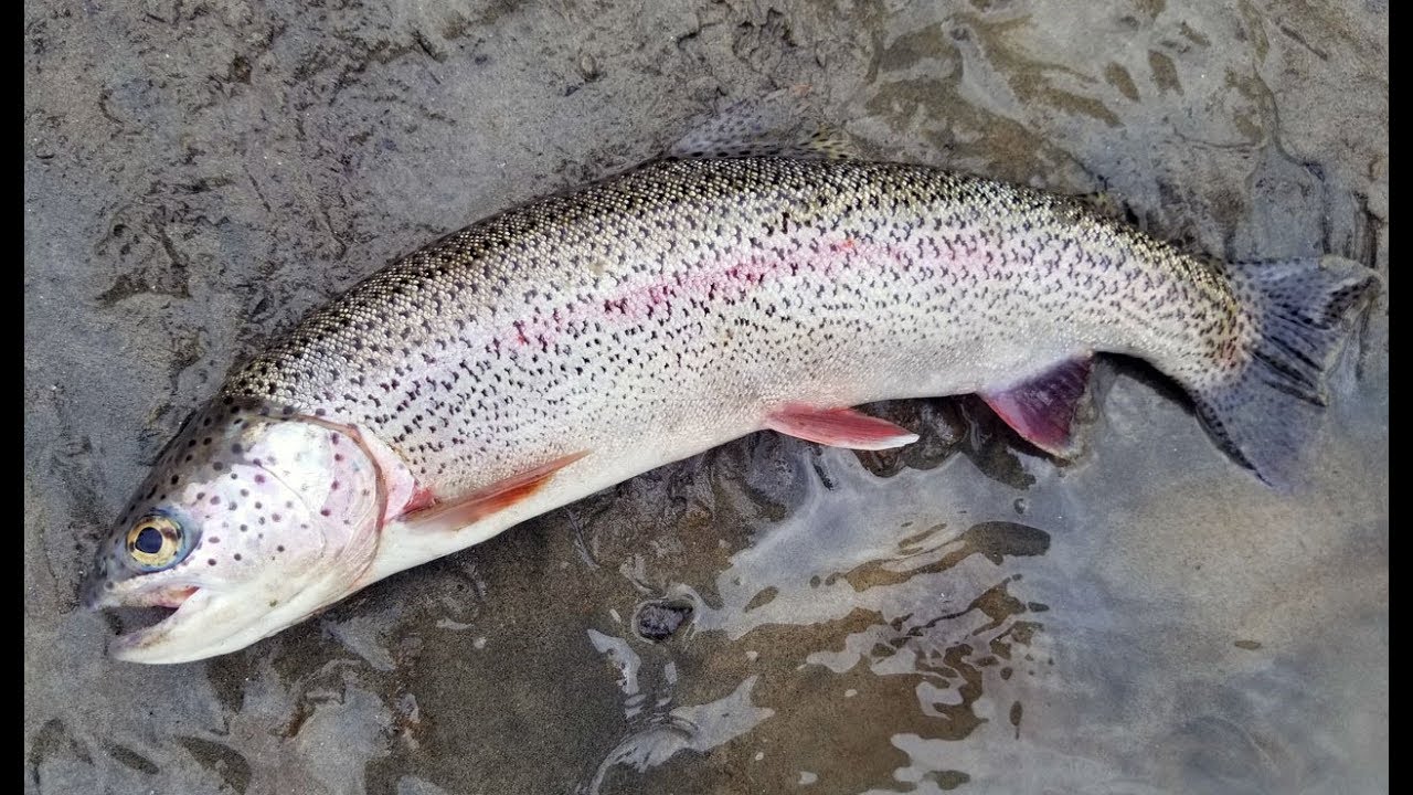 Bait Fishing Trout, Salmon, Suckers, Dolly - Alaska Fishing Adventure 🐟🎣